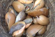 班馬螺