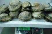 大墨西哥鮑魚