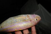 紅三魚