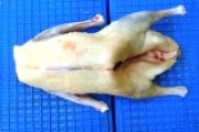急凍鴨