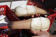 加拿大A級象拔蚌