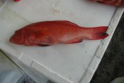 星斑圖