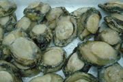 急凍墨西哥鮑魚